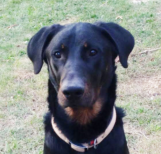 domainedelalicorne.fr Elevage de beauceron chiot beauceron pure race élevage du clos de la licorne elevage des gardiens de la licorne elevage beauceron noir et feu authentique gros gabarits élevage de Beauceron familial sérieux et qualité domainedelalicorne.fr suivi des chiots conseil d’éducation chiot propre bas rouge santé caractère spécialiste du beauceron noir et feu ou arlequin chien rustique berger de France  nos chiots sont élevés avec amour et attention notre passion au service de la qualité Beauceron de qualité et sportif domaine de la licorne 04380 BARRAS élevage en liberté éleveur berger de beauce élevage de beauceron de travail 